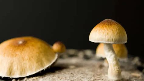 Magoc mushroom isaac